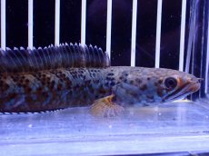 画像5: 【淡水魚】【通販】青強い No1 チャンナ インセイン【個体販売】(±11cm)(大型魚・スネークヘッド)(生体)(熱帯魚)NKO (5)