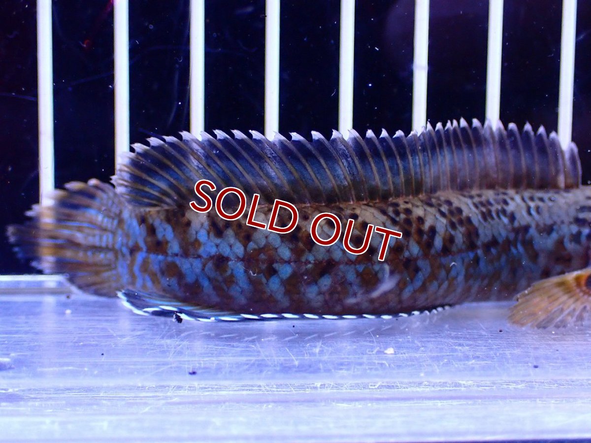画像6: 【淡水魚】【通販】青強い No1 チャンナ インセイン【個体販売】(±11cm)(大型魚・スネークヘッド)(生体)(熱帯魚)NKO (6)