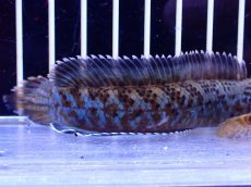 画像6: 【淡水魚】【通販】青強い No1 チャンナ インセイン【個体販売】(±11cm)(大型魚・スネークヘッド)(生体)(熱帯魚)NKO (6)