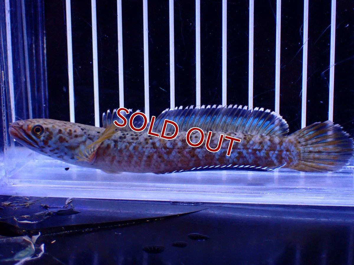 画像1: 【30％OFF対象】【淡水魚】【通販】青強い No2 チャンナ インセイン【個体販売】(±12cm)(大型魚・スネークヘッド)(生体)(熱帯魚)NKO (1)