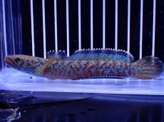 画像1: 【淡水魚】【通販】青強い No2 チャンナ インセイン【個体販売】(±12cm)(大型魚・スネークヘッド)(生体)(熱帯魚)NKO (1)