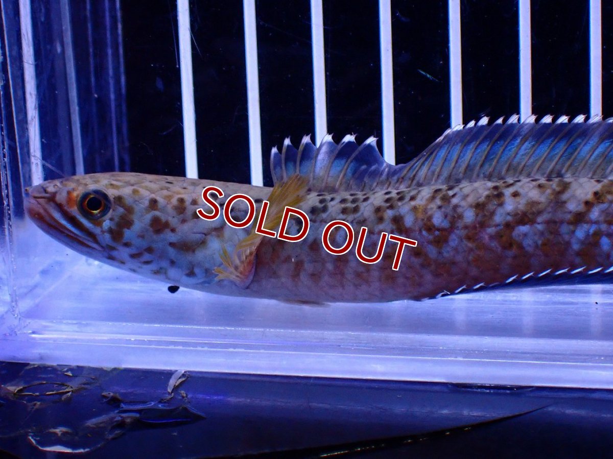 画像2: 【30％OFF対象】【淡水魚】【通販】青強い No2 チャンナ インセイン【個体販売】(±12cm)(大型魚・スネークヘッド)(生体)(熱帯魚)NKO (2)