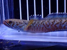 画像2: 【淡水魚】【通販】青強い No2 チャンナ インセイン【個体販売】(±12cm)(大型魚・スネークヘッド)(生体)(熱帯魚)NKO (2)