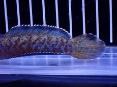 画像3: 【淡水魚】【通販】青強い No2 チャンナ インセイン【個体販売】(±12cm)(大型魚・スネークヘッド)(生体)(熱帯魚)NKO (3)