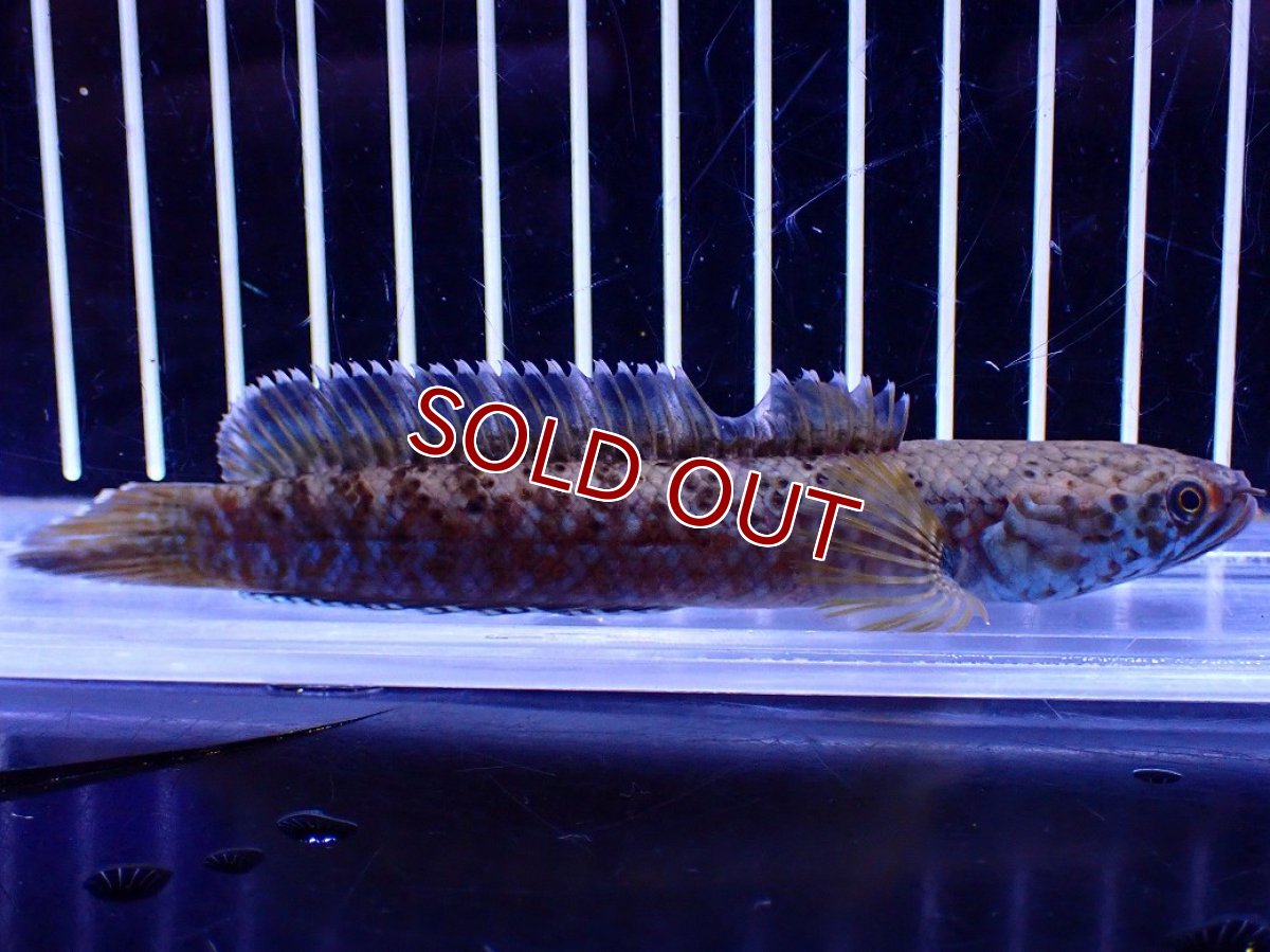 画像4: 【30％OFF対象】【淡水魚】【通販】青強い No2 チャンナ インセイン【個体販売】(±12cm)(大型魚・スネークヘッド)(生体)(熱帯魚)NKO (4)