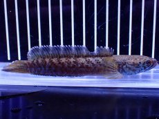 画像4: 【淡水魚】【通販】青強い No2 チャンナ インセイン【個体販売】(±12cm)(大型魚・スネークヘッド)(生体)(熱帯魚)NKO (4)