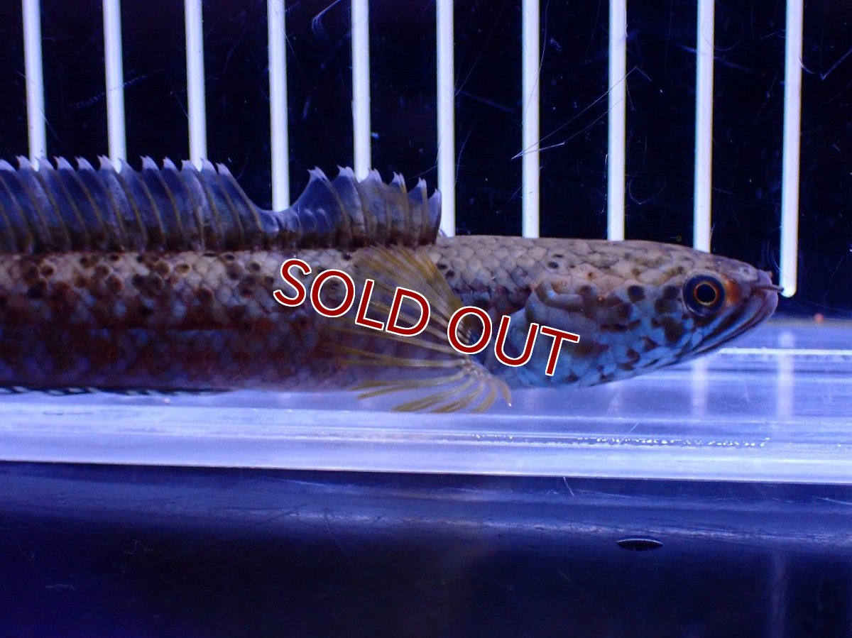 画像5: 【30％OFF対象】【淡水魚】【通販】青強い No2 チャンナ インセイン【個体販売】(±12cm)(大型魚・スネークヘッド)(生体)(熱帯魚)NKO (5)