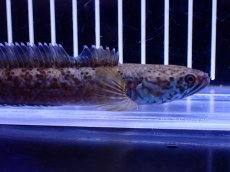 画像5: 【淡水魚】【通販】青強い No2 チャンナ インセイン【個体販売】(±12cm)(大型魚・スネークヘッド)(生体)(熱帯魚)NKO (5)