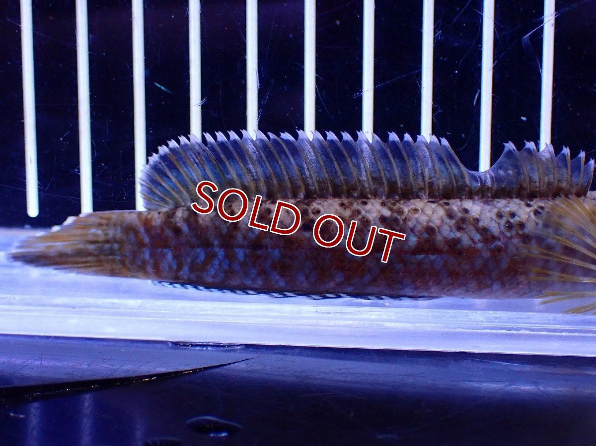 画像6: 【30％OFF対象】【淡水魚】【通販】青強い No2 チャンナ インセイン【個体販売】(±12cm)(大型魚・スネークヘッド)(生体)(熱帯魚)NKO (6)