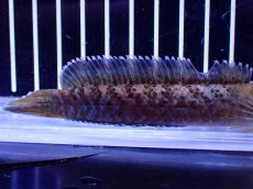 画像6: 【淡水魚】【通販】青強い No2 チャンナ インセイン【個体販売】(±12cm)(大型魚・スネークヘッド)(生体)(熱帯魚)NKO (6)