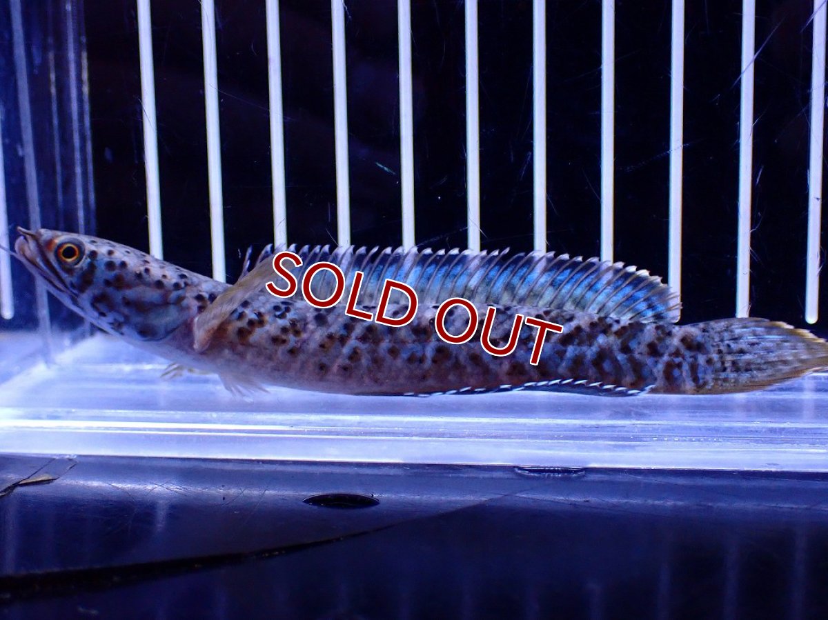 画像1: 【淡水魚】【通販】No1 チャンナ sp パルダリス(ブルームーンギャラクシースネークヘッド)【個体販売】(±10cm)(生体)(熱帯魚)NKO (1)