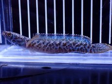 画像1: 【淡水魚】【通販】No1 チャンナ sp パルダリス(ブルームーンギャラクシースネークヘッド)【個体販売】(±10cm)(生体)(熱帯魚)NKO (1)