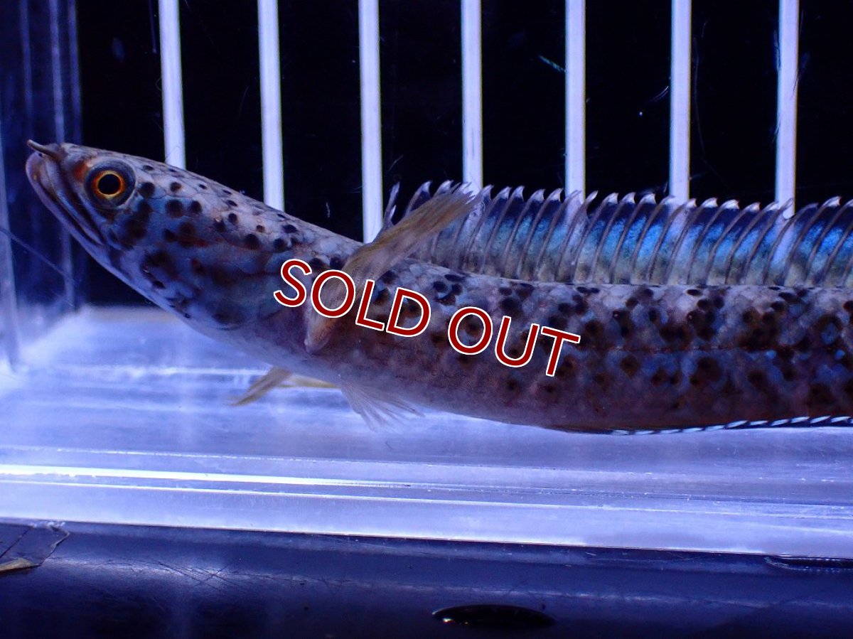 画像2: 【淡水魚】【通販】No1 チャンナ sp パルダリス(ブルームーンギャラクシースネークヘッド)【個体販売】(±10cm)(生体)(熱帯魚)NKO (2)