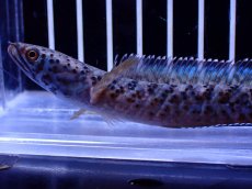 画像2: 【淡水魚】【通販】No1 チャンナ sp パルダリス(ブルームーンギャラクシースネークヘッド)【個体販売】(±10cm)(生体)(熱帯魚)NKO (2)