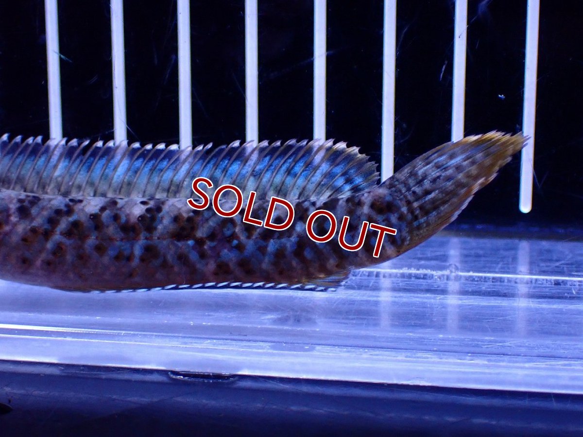 画像3: 【淡水魚】【通販】No1 チャンナ sp パルダリス(ブルームーンギャラクシースネークヘッド)【個体販売】(±10cm)(生体)(熱帯魚)NKO (3)