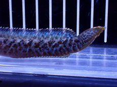 画像3: 【淡水魚】【通販】No1 チャンナ sp パルダリス(ブルームーンギャラクシースネークヘッド)【個体販売】(±10cm)(生体)(熱帯魚)NKO (3)