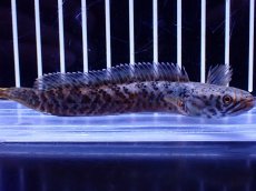 画像4: 【淡水魚】【通販】No1 チャンナ sp パルダリス(ブルームーンギャラクシースネークヘッド)【個体販売】(±10cm)(生体)(熱帯魚)NKO (4)