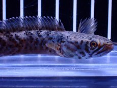 画像5: 【淡水魚】【通販】No1 チャンナ sp パルダリス(ブルームーンギャラクシースネークヘッド)【個体販売】(±10cm)(生体)(熱帯魚)NKO (5)
