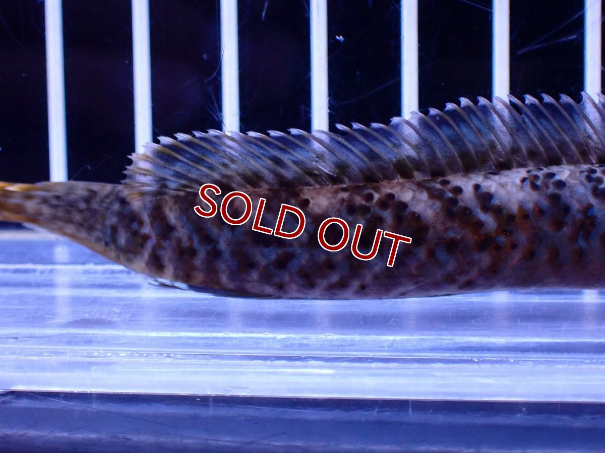 画像6: 【淡水魚】【通販】No1 チャンナ sp パルダリス(ブルームーンギャラクシースネークヘッド)【個体販売】(±10cm)(生体)(熱帯魚)NKO (6)