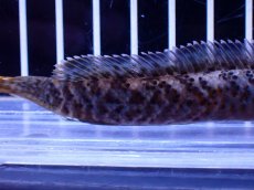 画像6: 【淡水魚】【通販】No1 チャンナ sp パルダリス(ブルームーンギャラクシースネークヘッド)【個体販売】(±10cm)(生体)(熱帯魚)NKO (6)