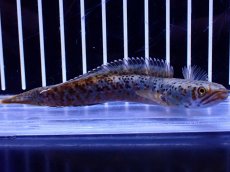 画像1: 【淡水魚】【通販】No2 チャンナ sp パルダリス(ブルームーンギャラクシースネークヘッド)【個体販売】(±10cm)(生体)(熱帯魚)NKO (1)