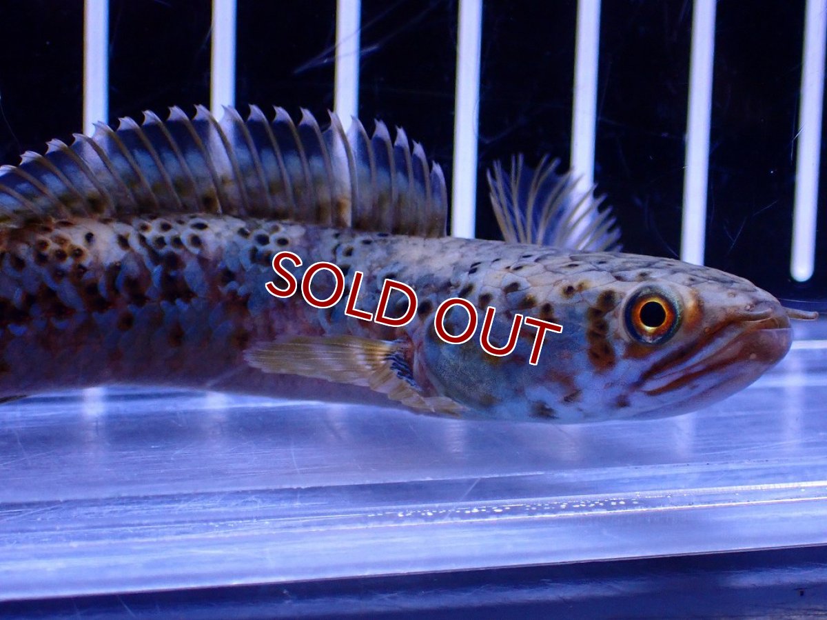 画像2: 【淡水魚】【通販】No2 チャンナ sp パルダリス(ブルームーンギャラクシースネークヘッド)【個体販売】(±10cm)(生体)(熱帯魚)NKO (2)