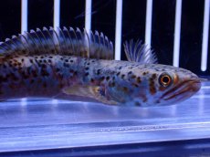 画像2: 【淡水魚】【通販】No2 チャンナ sp パルダリス(ブルームーンギャラクシースネークヘッド)【個体販売】(±10cm)(生体)(熱帯魚)NKO (2)