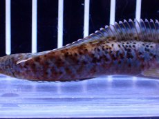 画像3: 【淡水魚】【通販】No2 チャンナ sp パルダリス(ブルームーンギャラクシースネークヘッド)【個体販売】(±10cm)(生体)(熱帯魚)NKO (3)