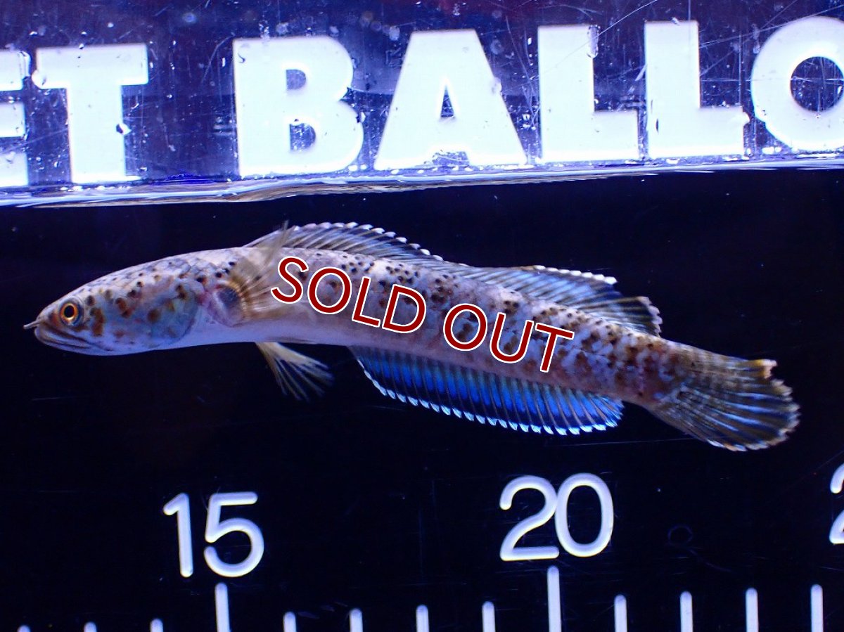 画像4: 【淡水魚】【通販】No2 チャンナ sp パルダリス(ブルームーンギャラクシースネークヘッド)【個体販売】(±10cm)(生体)(熱帯魚)NKO (4)