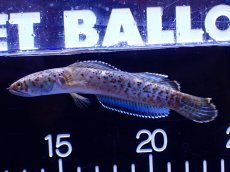 画像4: 【淡水魚】【通販】No2 チャンナ sp パルダリス(ブルームーンギャラクシースネークヘッド)【個体販売】(±10cm)(生体)(熱帯魚)NKO (4)