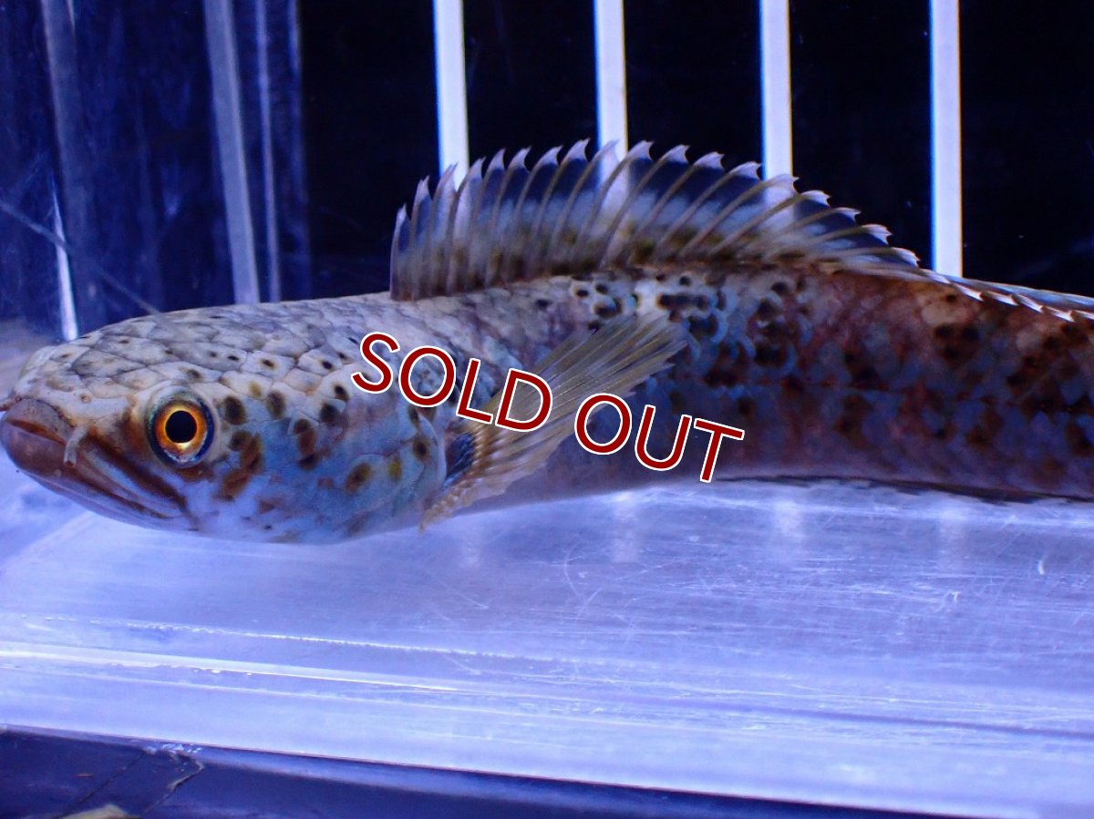 画像5: 【淡水魚】【通販】No2 チャンナ sp パルダリス(ブルームーンギャラクシースネークヘッド)【個体販売】(±10cm)(生体)(熱帯魚)NKO (5)