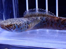 画像5: 【淡水魚】【通販】No2 チャンナ sp パルダリス(ブルームーンギャラクシースネークヘッド)【個体販売】(±10cm)(生体)(熱帯魚)NKO (5)