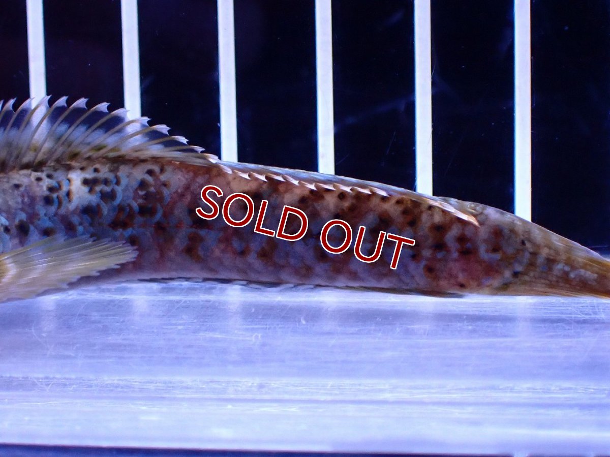 画像6: 【淡水魚】【通販】No2 チャンナ sp パルダリス(ブルームーンギャラクシースネークヘッド)【個体販売】(±10cm)(生体)(熱帯魚)NKO (6)