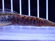 画像6: 【淡水魚】【通販】No2 チャンナ sp パルダリス(ブルームーンギャラクシースネークヘッド)【個体販売】(±10cm)(生体)(熱帯魚)NKO (6)