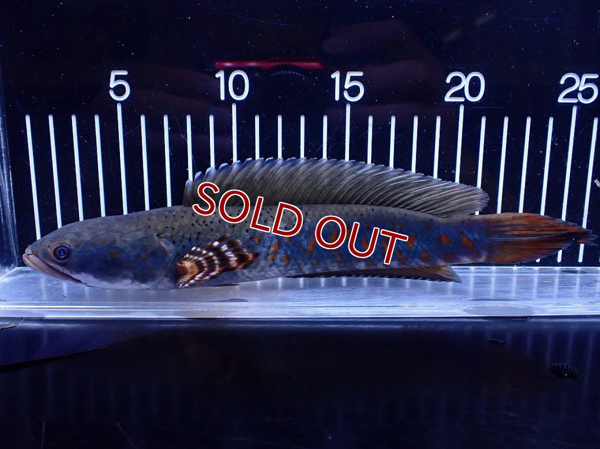 画像1: 【淡水魚】【通販】爆安 青強い 大きい チャンナ プルクラ【個体販売】(±23cm)(大型魚・スネークヘッド)(生体)(熱帯魚)NKＯ (1)