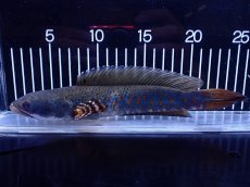 画像1: 【淡水魚】【通販】爆安 青強い 大きい チャンナ プルクラ【個体販売】(±23cm)(大型魚・スネークヘッド)(生体)(熱帯魚)NKＯ (1)