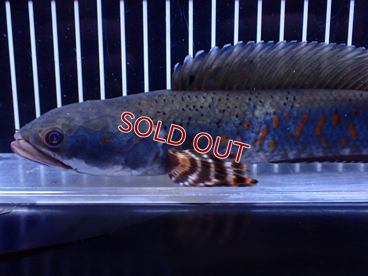 画像2: 【淡水魚】【通販】爆安 青強い 大きい チャンナ プルクラ【個体販売】(±23cm)(大型魚・スネークヘッド)(生体)(熱帯魚)NKＯ (2)