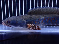 画像2: 【淡水魚】【通販】爆安 青強い 大きい チャンナ プルクラ【個体販売】(±23cm)(大型魚・スネークヘッド)(生体)(熱帯魚)NKＯ (2)