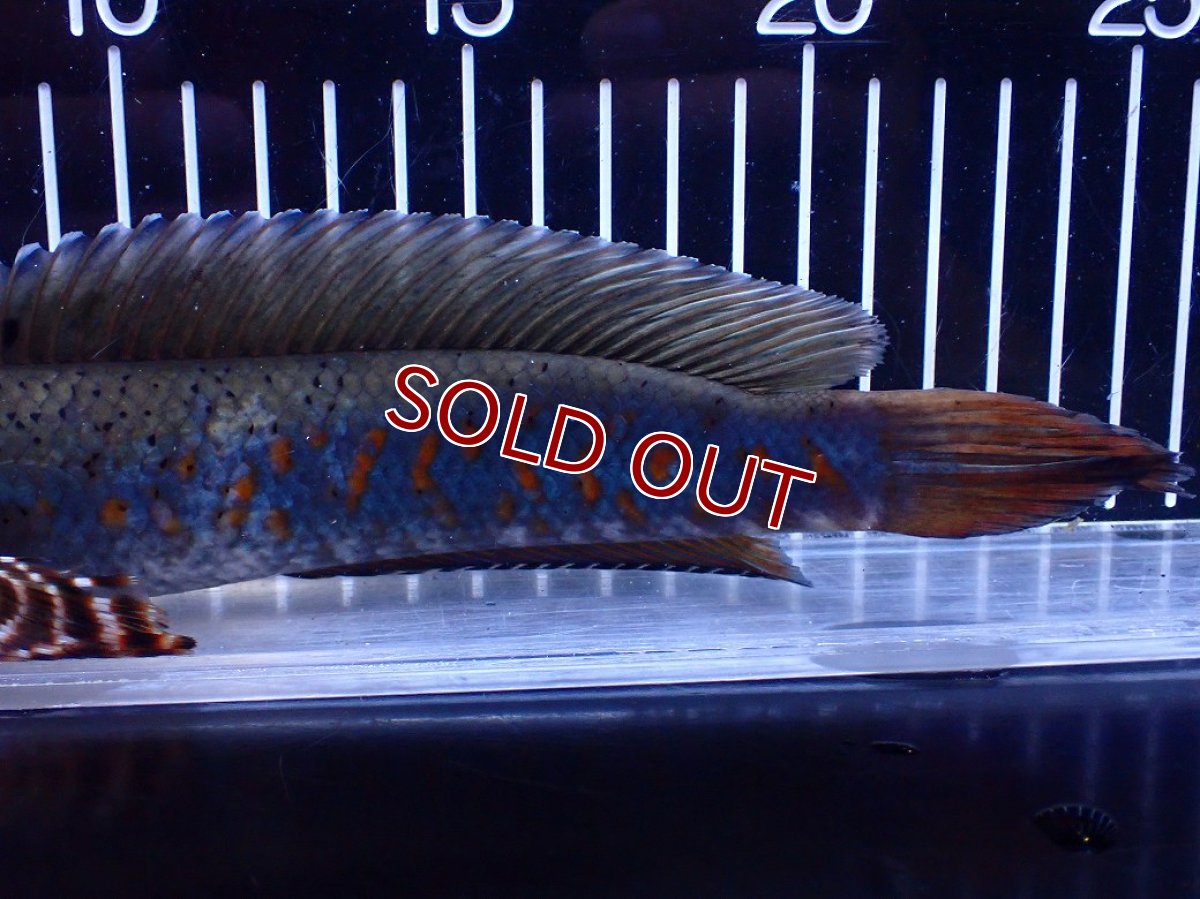 画像3: 【淡水魚】【通販】爆安 青強い 大きい チャンナ プルクラ【個体販売】(±23cm)(大型魚・スネークヘッド)(生体)(熱帯魚)NKＯ (3)