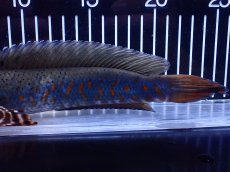 画像3: 【淡水魚】【通販】爆安 青強い 大きい チャンナ プルクラ【個体販売】(±23cm)(大型魚・スネークヘッド)(生体)(熱帯魚)NKＯ (3)