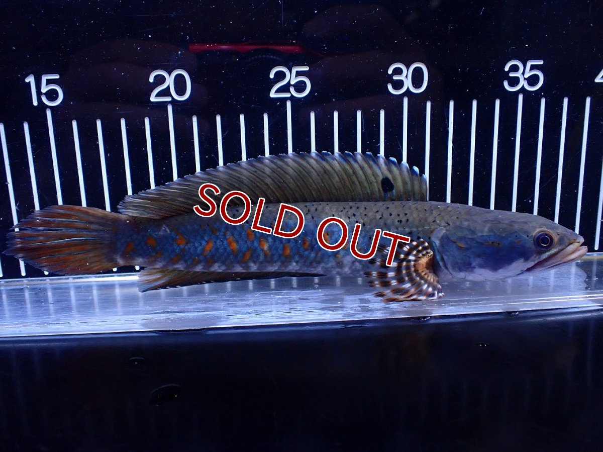 画像4: 【淡水魚】【通販】爆安 青強い 大きい チャンナ プルクラ【個体販売】(±23cm)(大型魚・スネークヘッド)(生体)(熱帯魚)NKＯ (4)