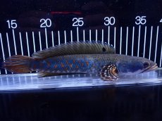 画像4: 【淡水魚】【通販】爆安 青強い 大きい チャンナ プルクラ【個体販売】(±23cm)(大型魚・スネークヘッド)(生体)(熱帯魚)NKＯ (4)