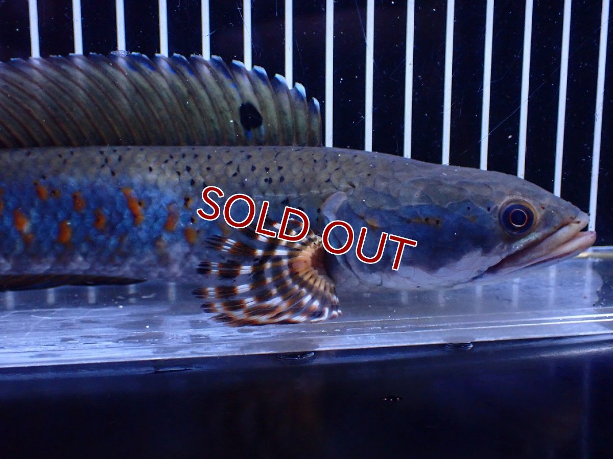 画像5: 【淡水魚】【通販】爆安 青強い 大きい チャンナ プルクラ【個体販売】(±23cm)(大型魚・スネークヘッド)(生体)(熱帯魚)NKＯ (5)