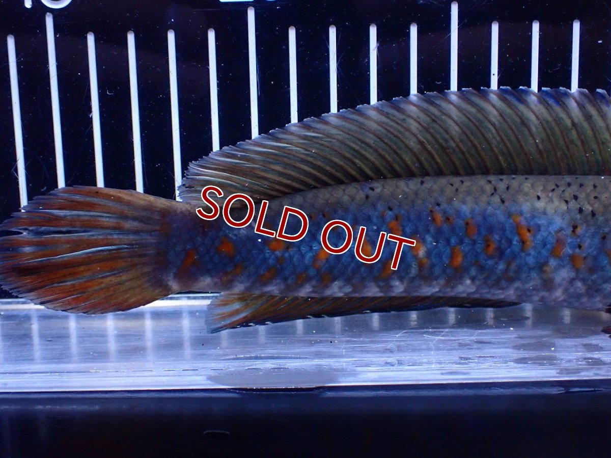 画像6: 【淡水魚】【通販】爆安 青強い 大きい チャンナ プルクラ【個体販売】(±23cm)(大型魚・スネークヘッド)(生体)(熱帯魚)NKＯ (6)