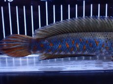 画像6: 【淡水魚】【通販】爆安 青強い 大きい チャンナ プルクラ【個体販売】(±23cm)(大型魚・スネークヘッド)(生体)(熱帯魚)NKＯ (6)