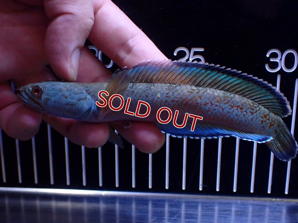 画像1: 【淡水魚】【通販】極青 1匹だけ チャンナ sp ゴールドダスト【個体販売】(±15cm)(大型魚)(生体)(熱帯魚)NKO (1)