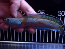 画像1: 【淡水魚】【通販】極青 1匹だけ チャンナ sp ゴールドダスト【個体販売】(±15cm)(大型魚)(生体)(熱帯魚)NKO (1)