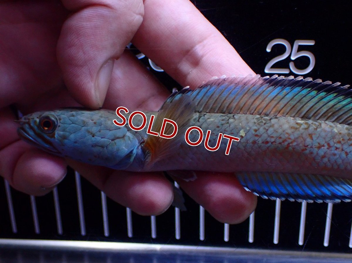 画像2: 【淡水魚】【通販】極青 1匹だけ チャンナ sp ゴールドダスト【個体販売】(±15cm)(大型魚)(生体)(熱帯魚)NKO (2)