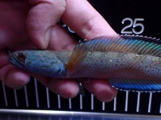 画像2: 【淡水魚】【通販】極青 1匹だけ チャンナ sp ゴールドダスト【個体販売】(±15cm)(大型魚)(生体)(熱帯魚)NKO (2)