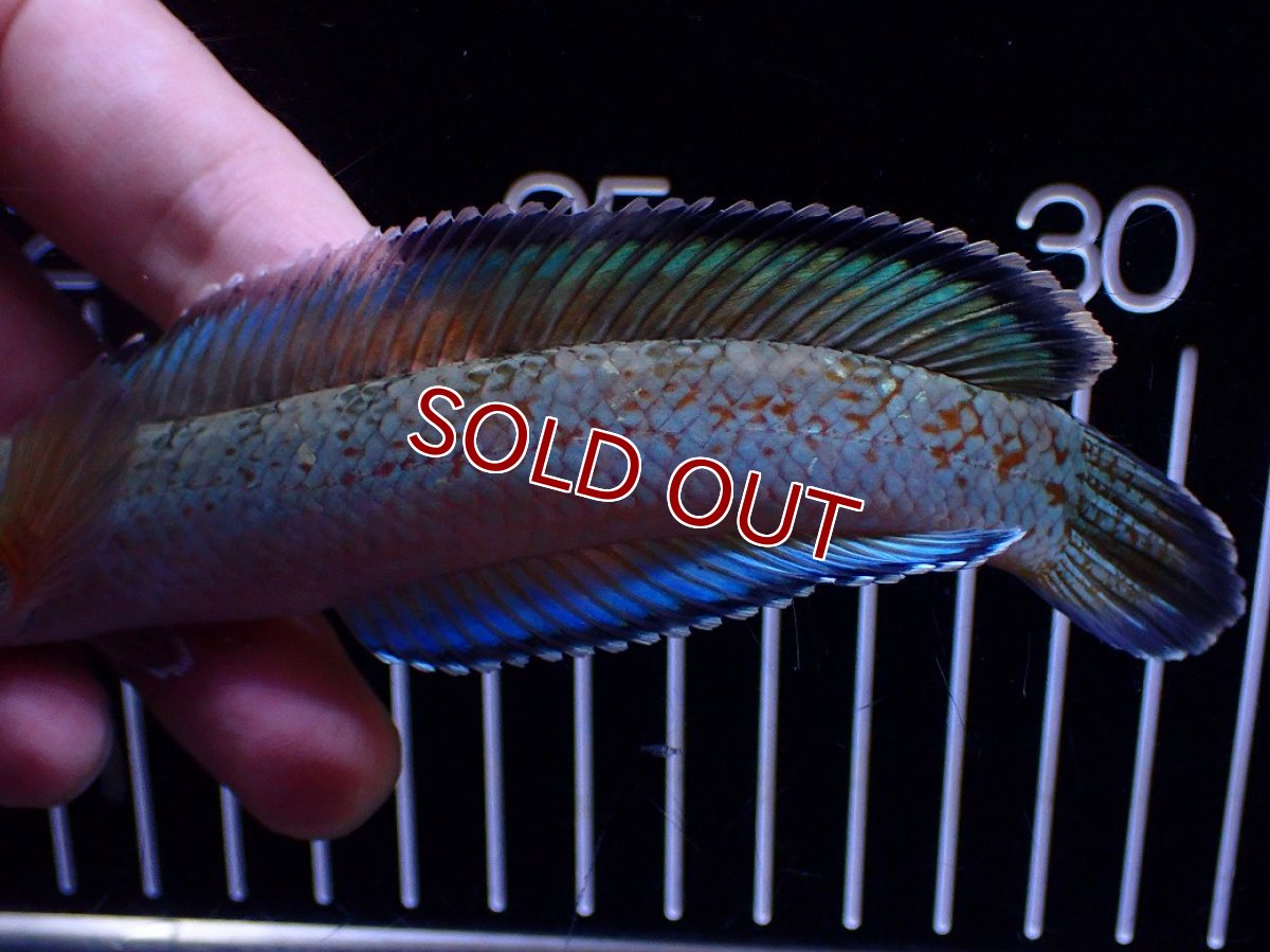 画像3: 【淡水魚】【通販】極青 1匹だけ チャンナ sp ゴールドダスト【個体販売】(±15cm)(大型魚)(生体)(熱帯魚)NKO (3)